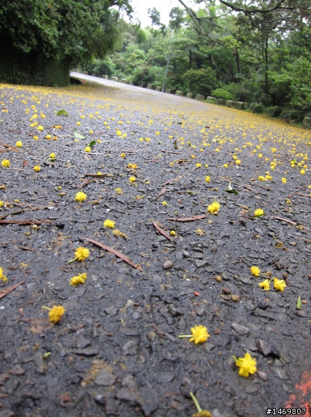 [新手首發]雨霧中的陽明山之旅:石牌-陽明山-金山-淡水