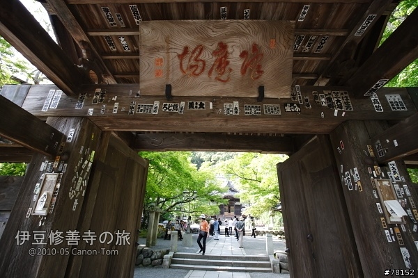 (分享東京近郊景點,圖文多)2010河口湖芝櫻祭+伊豆修善寺虹之鄉之旅
