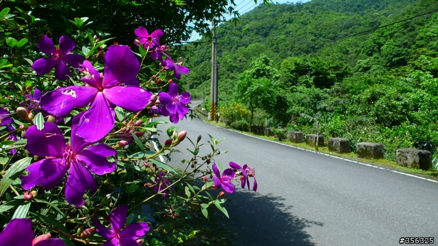 [遊記] 我們的藍鵲公路.........北43/北42