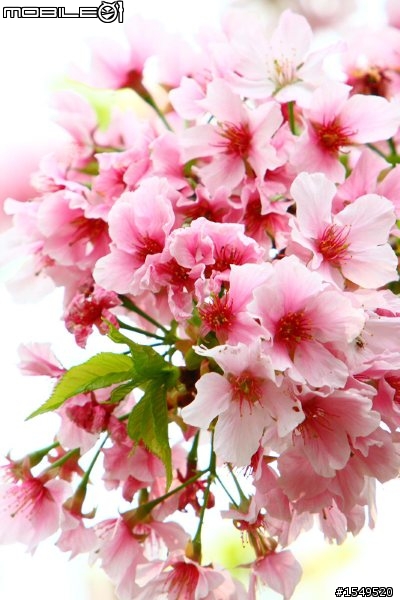 須要各位愛拍花草的先進幫忙解惑Canon 300mm F4L vs 100mm 2.8L marco