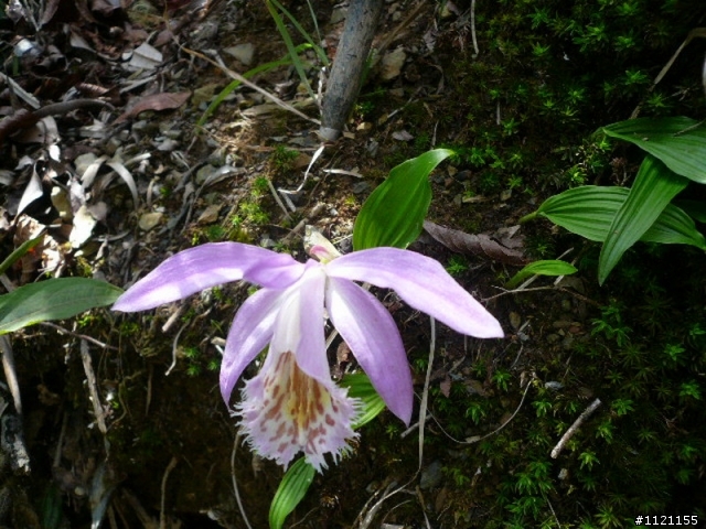 今日北大武 不騎車
