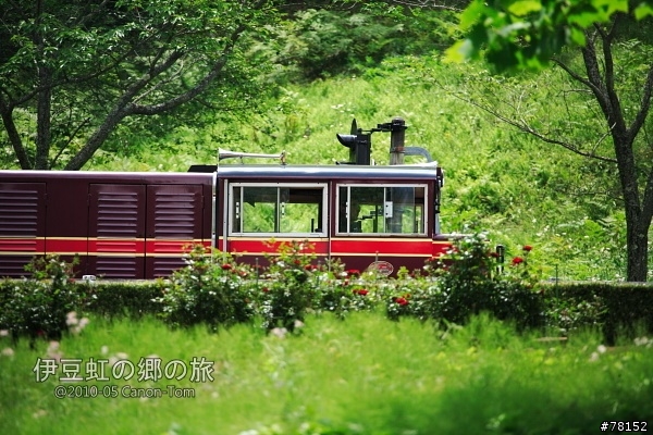 (分享東京近郊景點,圖文多)2010河口湖芝櫻祭+伊豆修善寺虹之鄉之旅