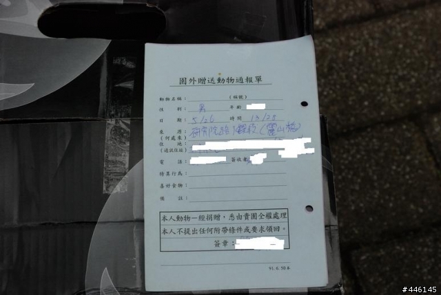 撿到台灣小鼬獾