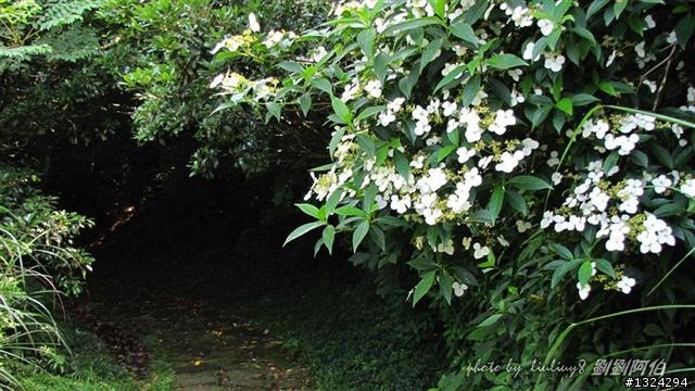陽明山蝴蝶季搶先看(大屯山、二子坪、冷水坑)