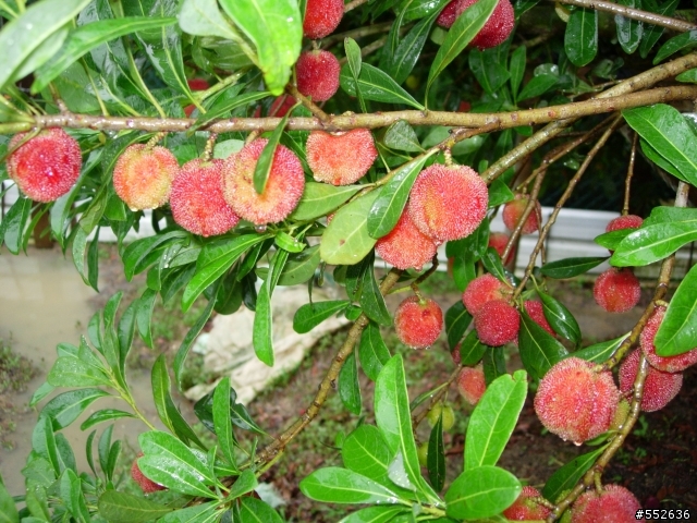 新竹縣湖口鄉特大號楊梅分享
