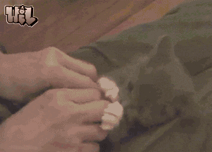 真佩服將貓咪改成這樣!