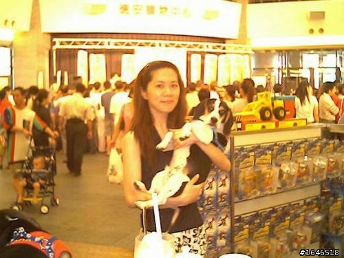 我家狗兒子("好動"米格魯+"衝動派"牛頭梗 )