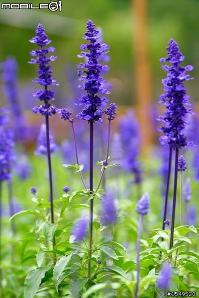 須要各位愛拍花草的先進幫忙解惑Canon 300mm F4L vs 100mm 2.8L marco