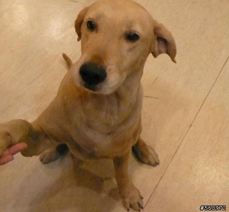 誰家的拉拉?? 於台北士林拾獲米白公拉拉