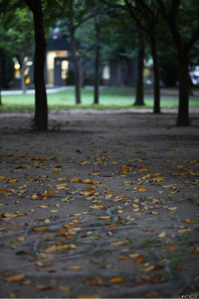 當5d2 遇上 contax c/y 135F2 德鏡
