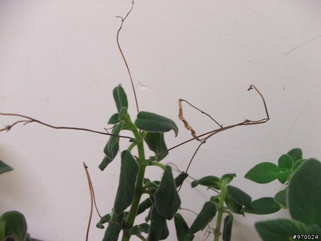 請問這是什麼植物，幫我救救它吧