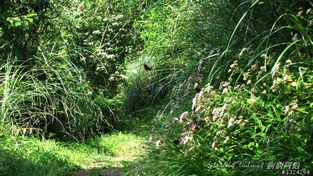 陽明山蝴蝶季搶先看(大屯山、二子坪、冷水坑)