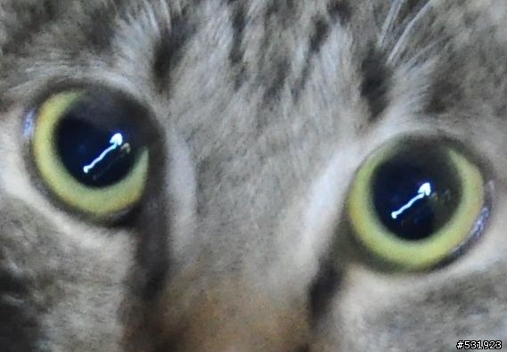 貓眼裡的蝌蚪？