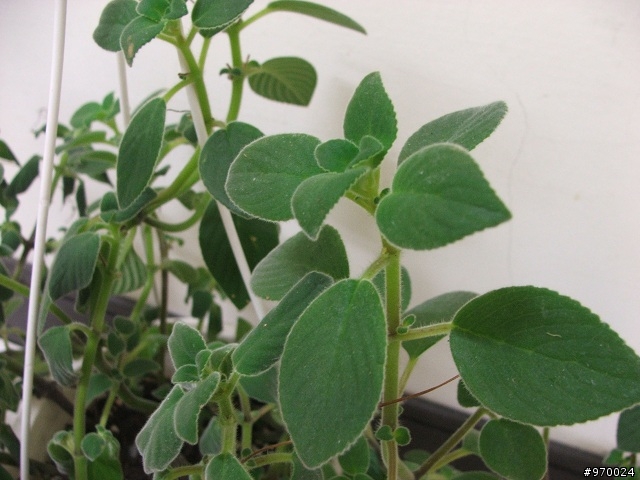 請問這是什麼植物，幫我救救它吧