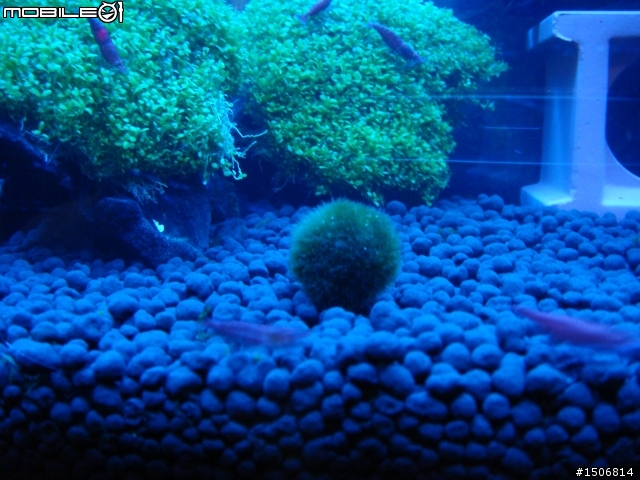 水族新手設缸，請大家給個意見(有圖)