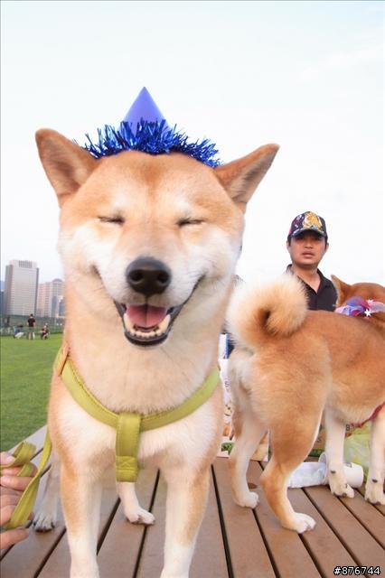 有養柴犬的來貼貼你家柴柴的照片吧~