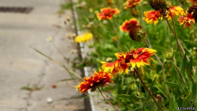 20100501菊島．單車．花火