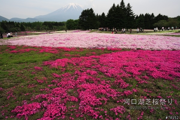 (分享東京近郊景點,圖文多)2010河口湖芝櫻祭+伊豆修善寺虹之鄉之旅