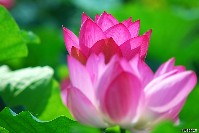 [悼念D80]  新屋蓮園：不奪、不取、不強求。