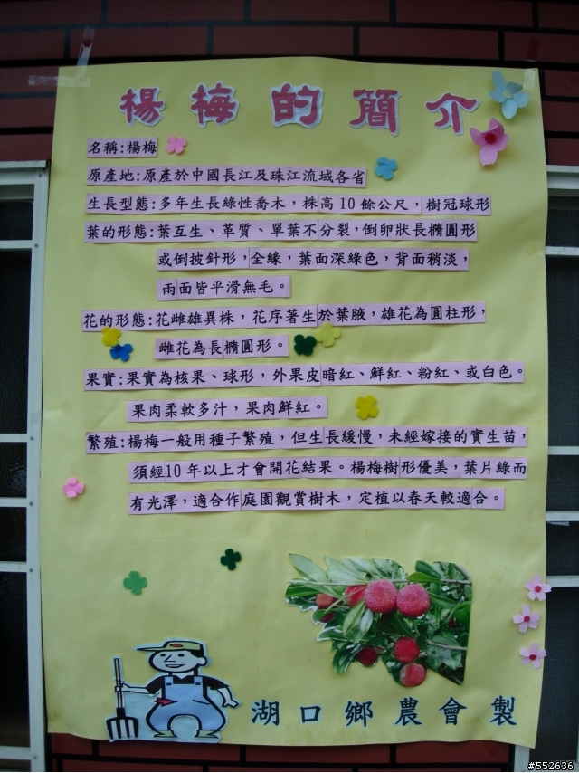 新竹縣湖口鄉特大號楊梅分享