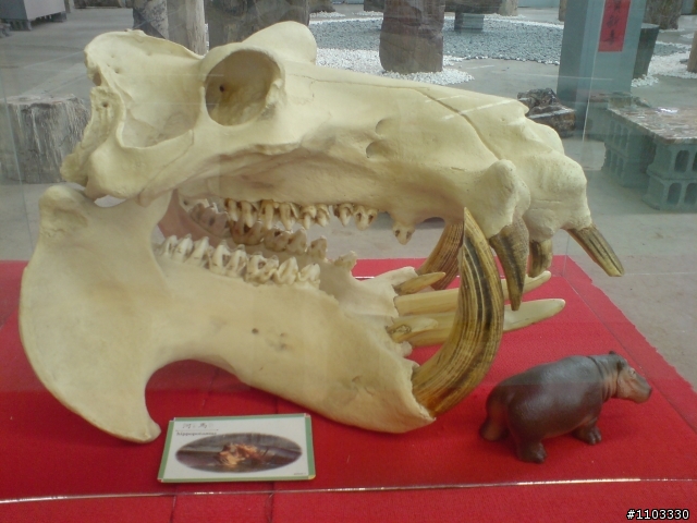 後壁~日光化石博物館