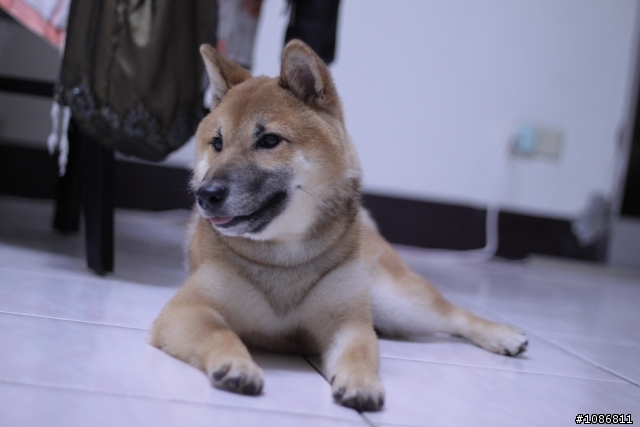 <請教>第一次養柴犬 我該注意些什麼?