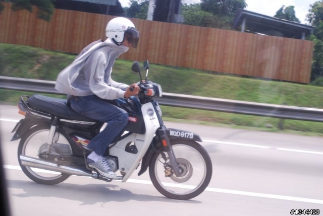 little cub on highway