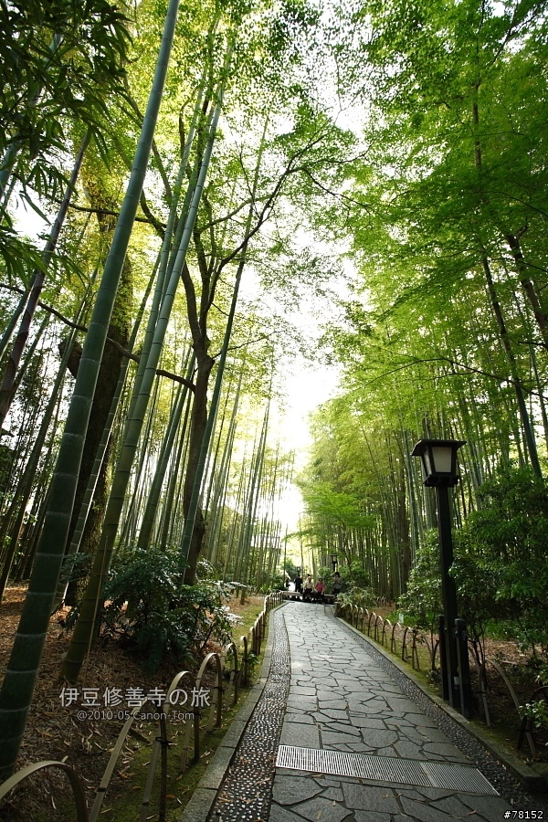 (分享東京近郊景點,圖文多)2010河口湖芝櫻祭+伊豆修善寺虹之鄉之旅
