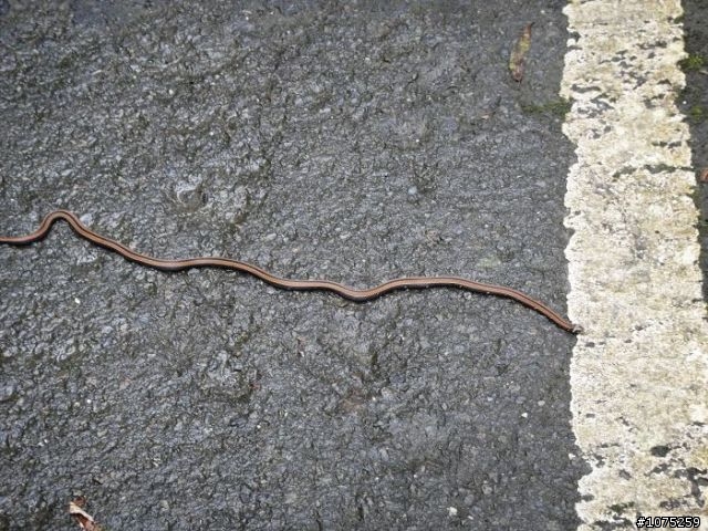 (照片)20100508溪頭天文台登山健行