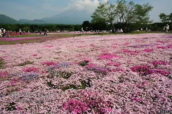 (分享東京近郊景點,圖文多)2010河口湖芝櫻祭+伊豆修善寺虹之鄉之旅