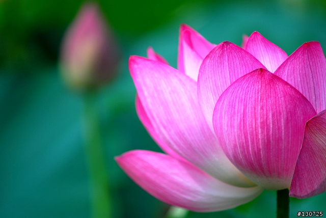 [悼念D80]  新屋蓮園：不奪、不取、不強求。