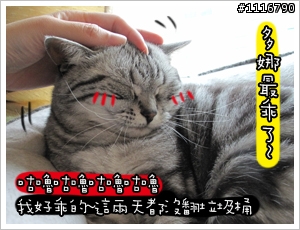[貓的二三事]醋桶TT