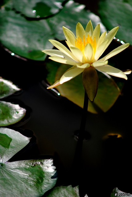 [悼念D80]  新屋蓮園：不奪、不取、不強求。