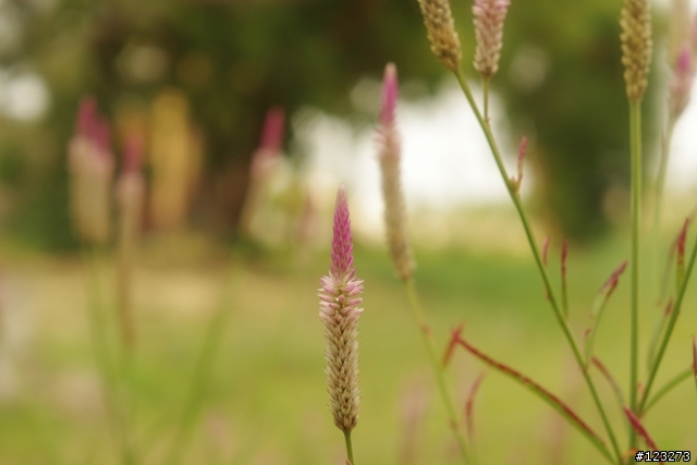 K-X+50mm F1.7手動老鏡遊衛武營