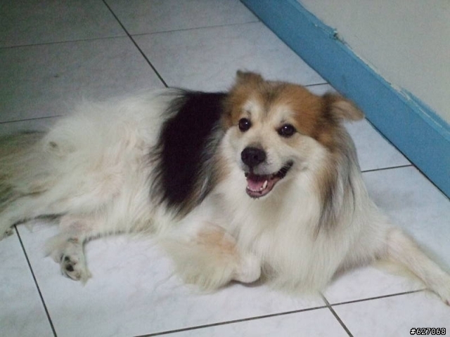 〔協尋〕台中市 南屯區大英街白色咖啡斑點長毛混種犬(似牧羊犬)