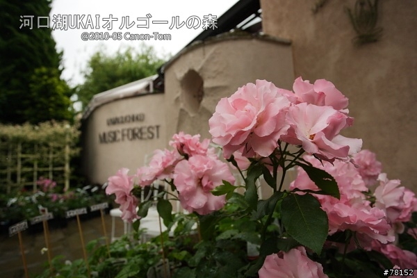 (分享東京近郊景點,圖文多)2010河口湖芝櫻祭+伊豆修善寺虹之鄉之旅