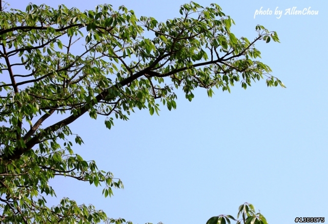 新歡EF 70-200mm f/4L IS USM 小小白IS 初體驗