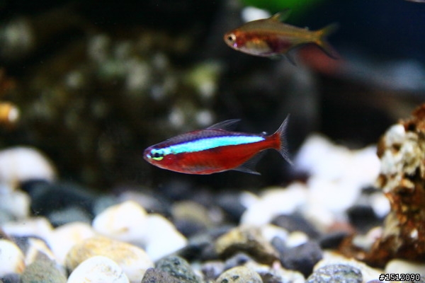 [分享]懶人的水族世界