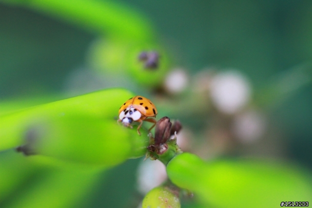 【分享】當CANON遇上萊卡