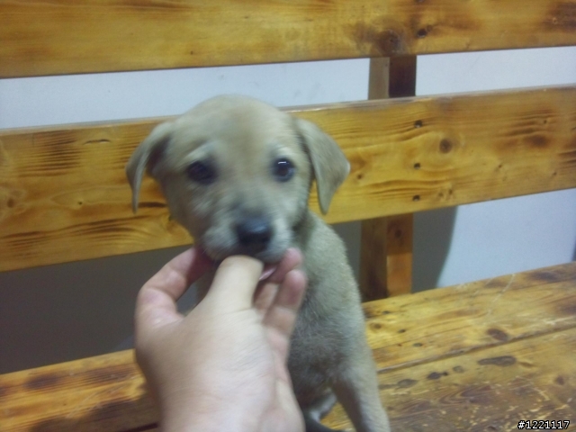 [桃園龜山]3月大米克斯幼犬送養!!