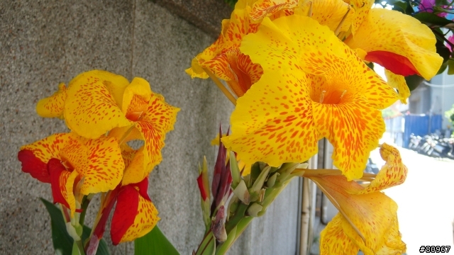 我家的 蓮蕉花