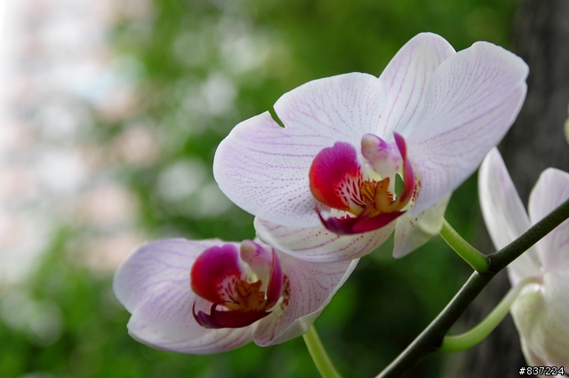 [開箱] Sigma 17-50mm F2.8 EX DC OS HSM 簡易開箱
