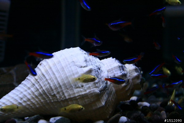 [分享]懶人的水族世界