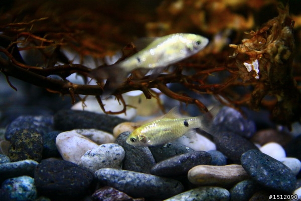 [分享]懶人的水族世界