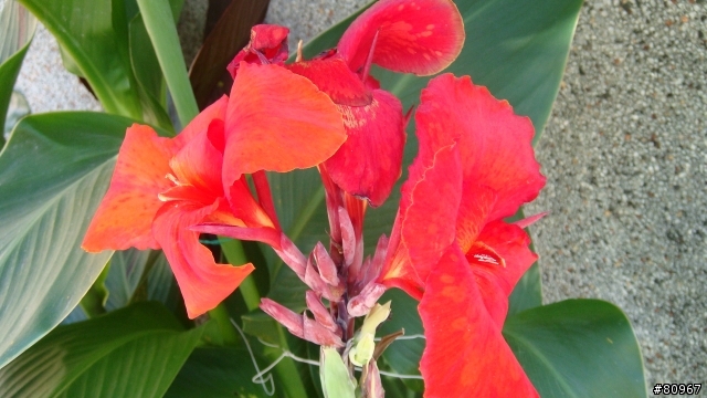我家的 蓮蕉花