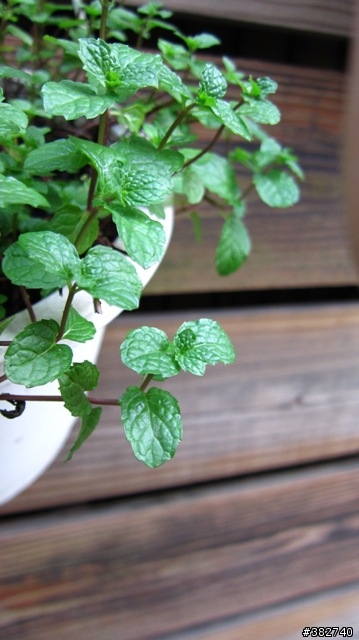 Canon IXUS 300 HS  實拍分享