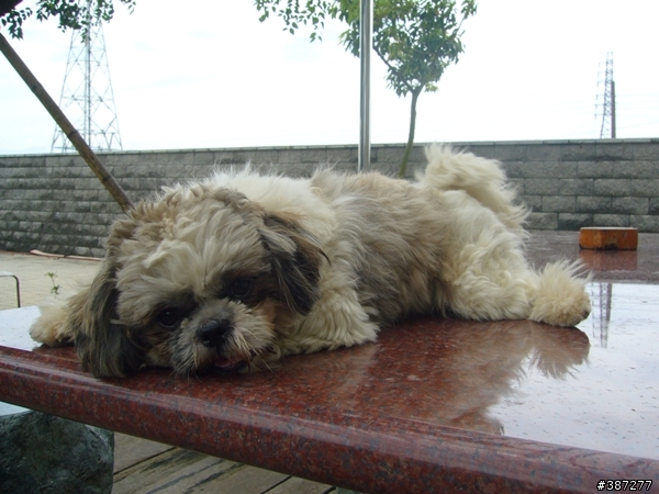 [找主人 & 待認養]母西施犬，七、八個月大，右腳掌有受傷