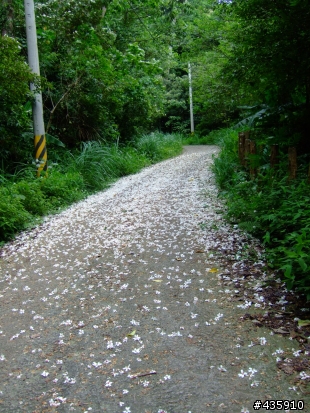 繼環島之後再出擊~五月雪之滿地爆米花鐵屁屁兩天一夜之旅