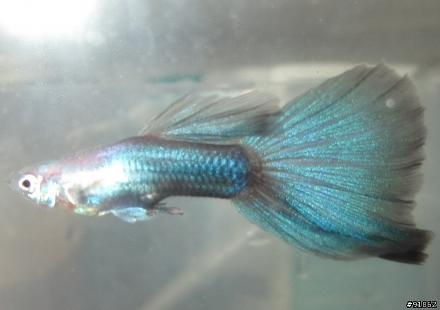 請大家幫我鑑定這對孔雀魚