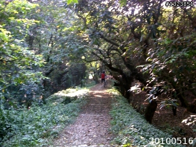 下一站，139（20110319補上二輪木屋後方已鋪上柏油的好漢坡、四面佛寺內陡坡與挑水古道新路線照片）